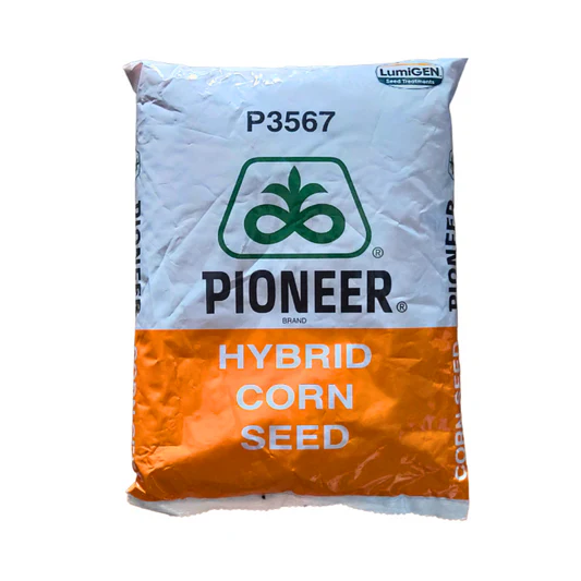 Hybrid Corn Seeds